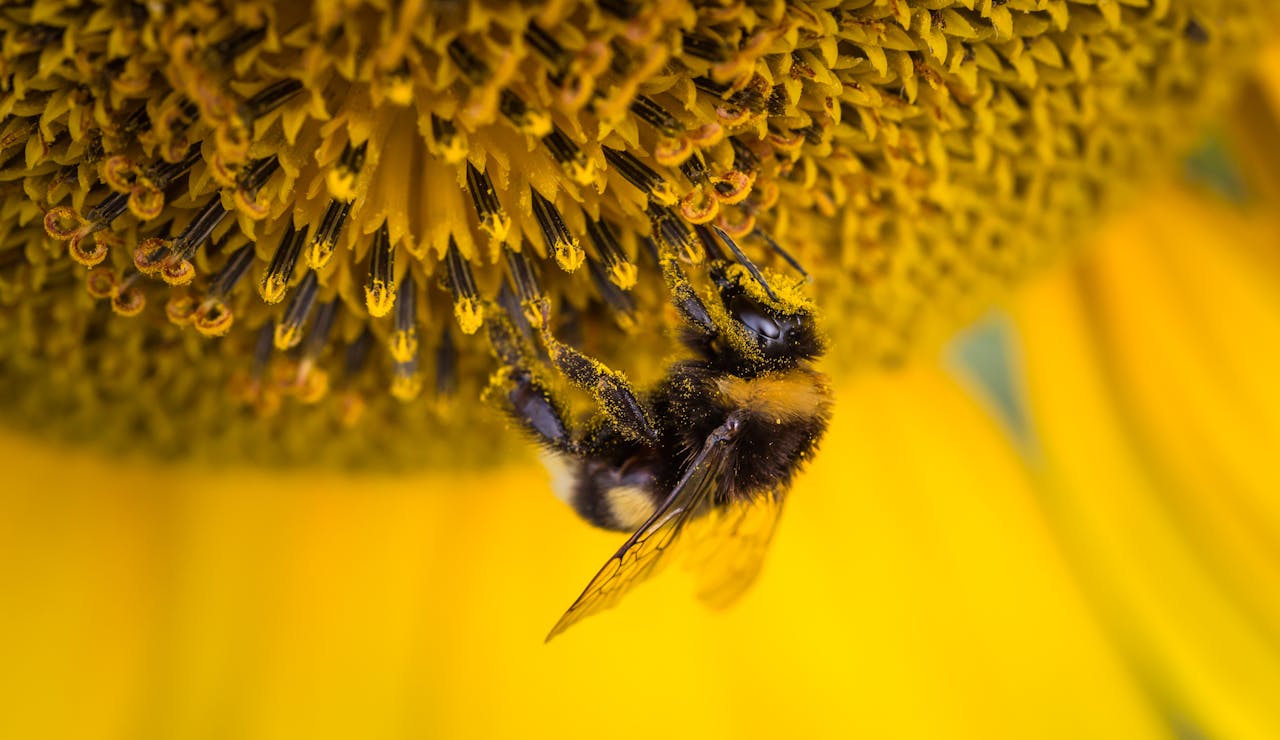 Detailed macro shot of a bee collecting pollen from a bright sunflower bloom.