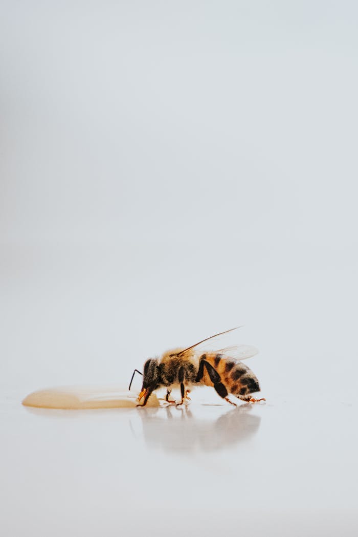 Close-up of a honey bee drinking honey on a smooth surface, showcasing intricate details.