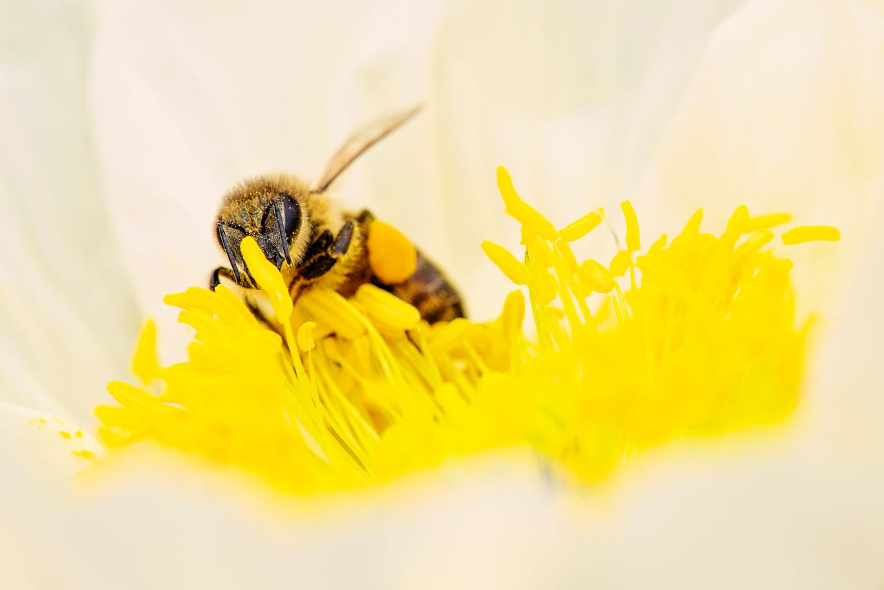 Macro shot of a bee collecting pollen from a vibrant yellow flower, highlighting natural pollination.
